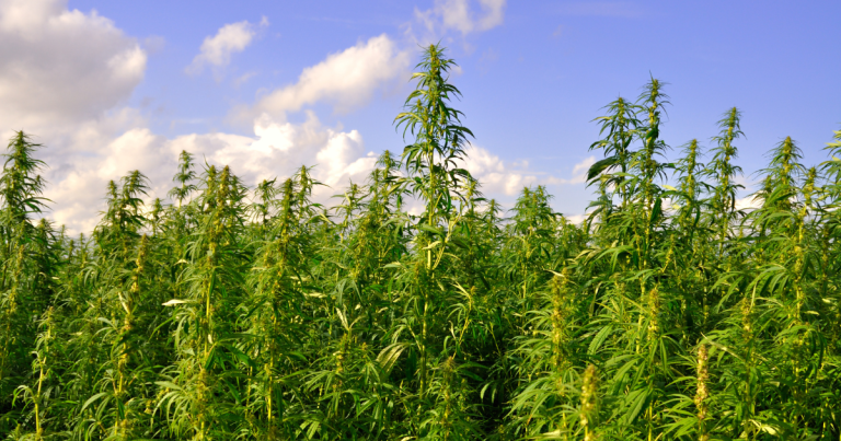 Transforming Hemp Waste Into Hemp Plastic The Hemp Plastic Company